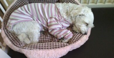 Veterinär Lars Göransson AB veterinär