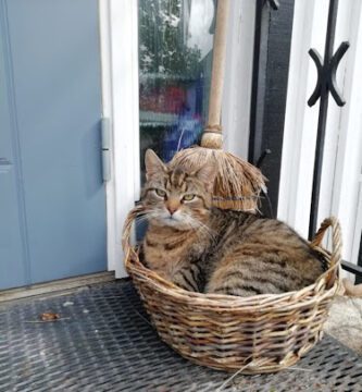 Veterinär Leijonhufvud AB veterinär