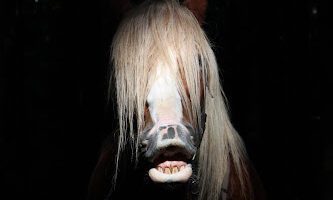 Veterinär Merete Mellegård AB veterinär