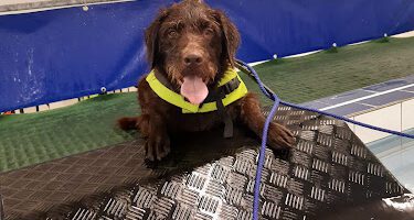 VeterinärKliniken i Kalmar AB veterinär