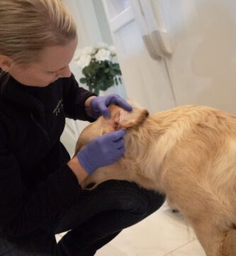 Veterinärbesöket veterinär