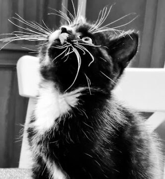 Veterinärhälsan AB veterinär