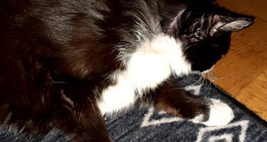 Veterinarian Bengt Orre AB veterinär