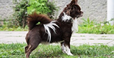 Veterinarian Helena Therus veterinär