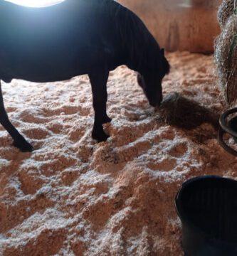 Veterinärkliniken Falkenberg veterinär