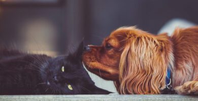 Veterinary Clinic Göran Lundmark veterinär