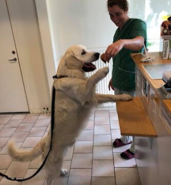 Veterinary Group in Tygelsjö / Malmo veterinär