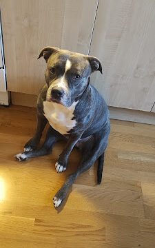 Veterinary Jiri Hospes veterinär