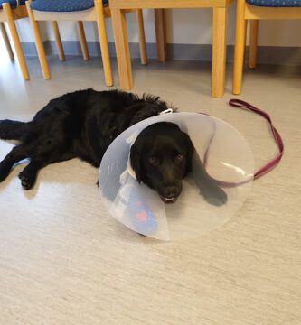 Villa Qrera Djurklinik veterinär