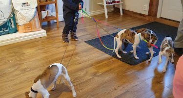 farm Vets veterinär