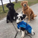 Stay and play hundcenter AB