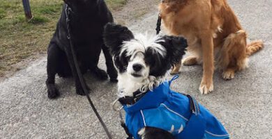 Stay and play hundcenter AB