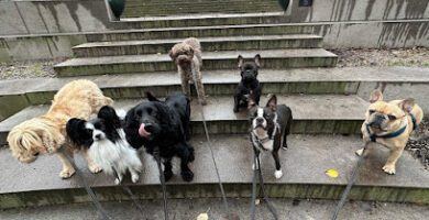 Stockholms Hundforum Hunddagis Vasastan - Birkastan