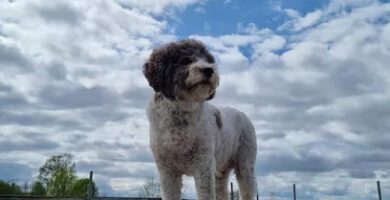 Önneruds Hunddagis & Hotell