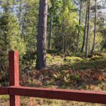 Nybergs Hundpensionat & Hunddagis