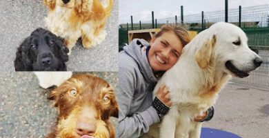 CityDoggis Hunddagis i Malmö