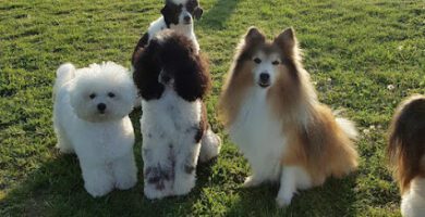 Hildesborgshunddagis