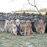 Hökagårdens Hunddagis & Pensionat