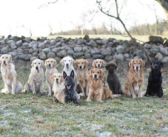 Hökagårdens Hunddagis & Pensionat