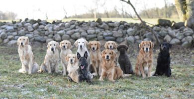 Hökagårdens Hunddagis & Pensionat