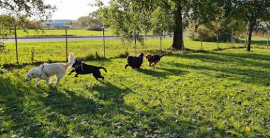 Norrköpings Hunddagis & Djurvakt AB