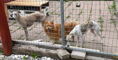 Stångarö Hundpensionat