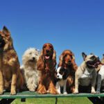 Tygelsjö Hundpensionat