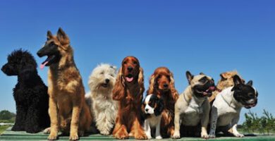 Tygelsjö Hundpensionat