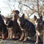 DoggsenCenter Hundpensionat / Hunddagis