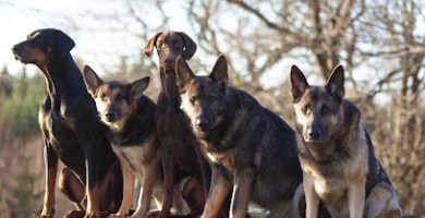 DoggsenCenter Hundpensionat / Hunddagis