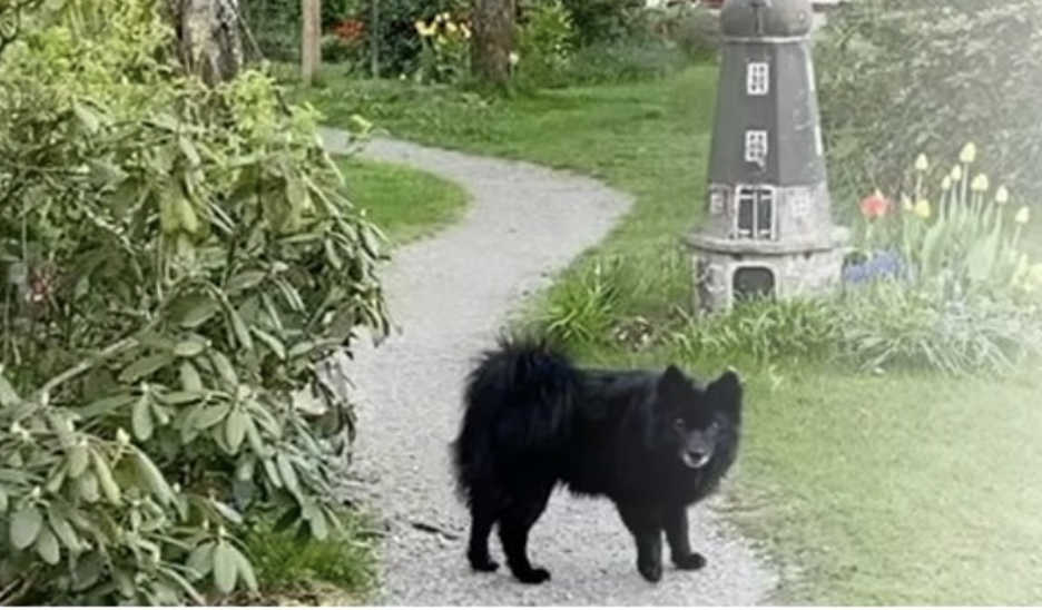  Broddstorps Hundpensionat